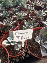Echeveria 'Blue Prince' - Echeveria