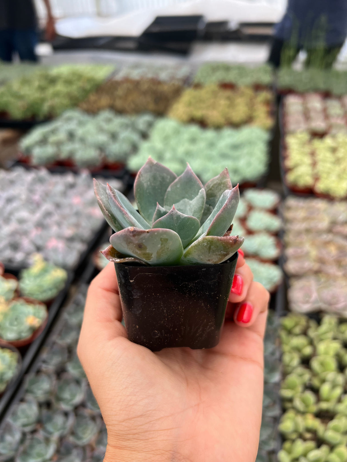 Echeveria 'Blue Prince' - Echeveria