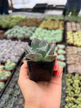 Echeveria 'Blue Prince' - Echeveria