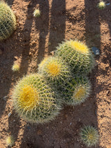Golden Barrel Cactus 5-Pack Cluster - Echinocactus grusonii