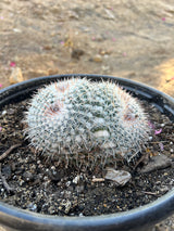Owl's Eye Cactus 2-Pack Cluster - Mammillaria parkinsonii