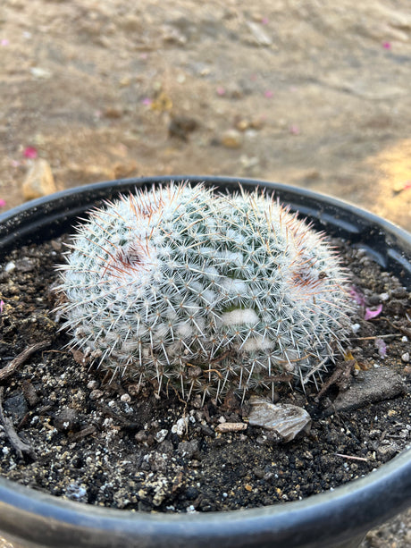 Owl's Eye Cactus 2-Pack Cluster - Mammillaria parkinsonii