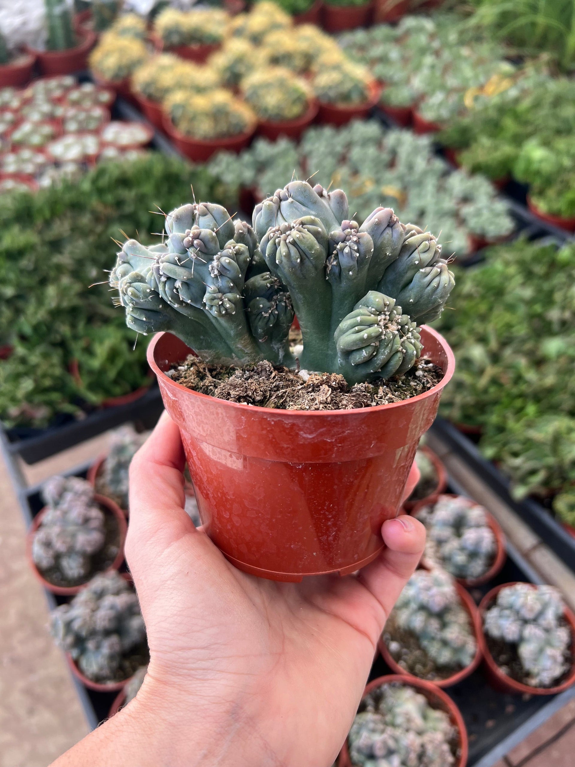 ming thing succulent Cereus forbesii monstrose - 'Ming Thing'