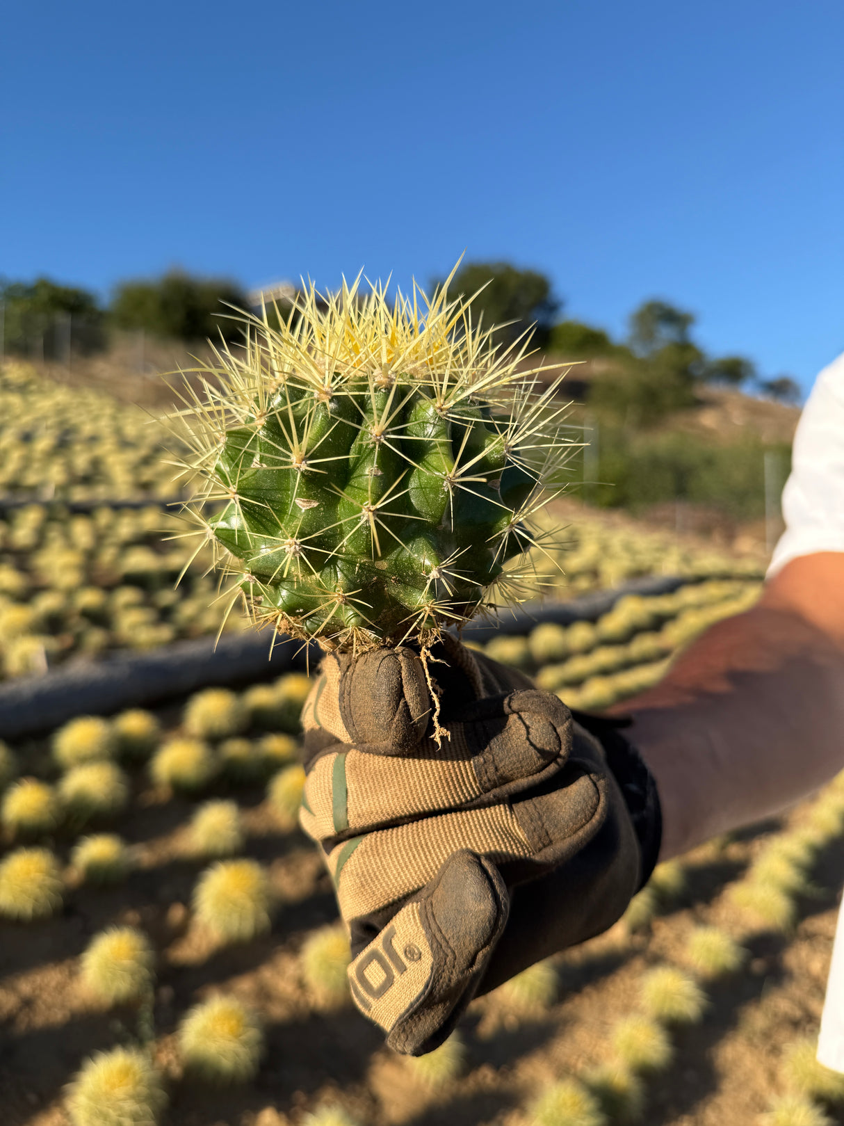 Golden Barrel Cactus - Echinocactus Grusonii