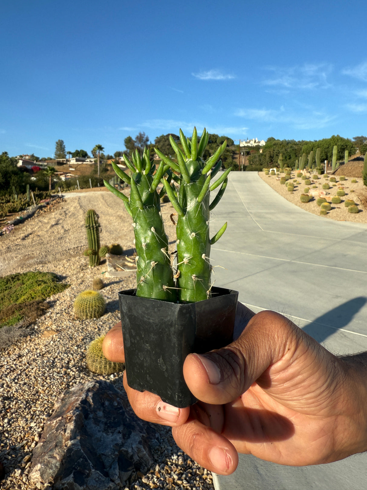 Cholla Cactus - Cylindropuntia cholla