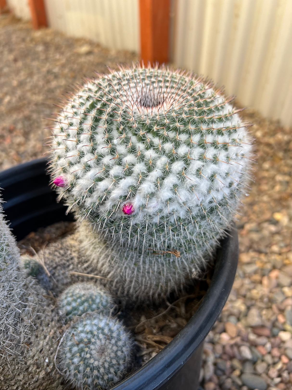 Mixed Mammillaria Hahniana 4-Pack Cluster - Mammillaria Hahniana