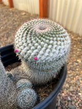 Mixed Mammillaria Hahniana 4-Pack Cluster - Mammillaria Hahniana
