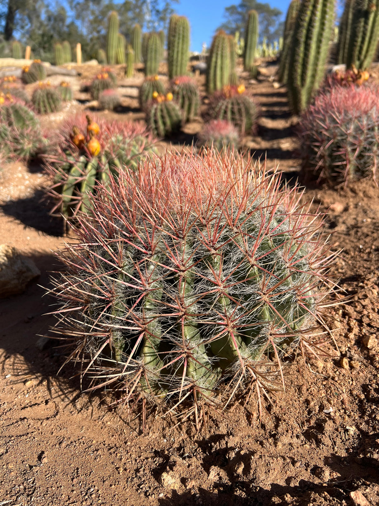 Red Barrel Cactus - Ferocactus sp.