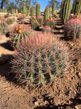 Red Barrel Cactus - Ferocactus sp.