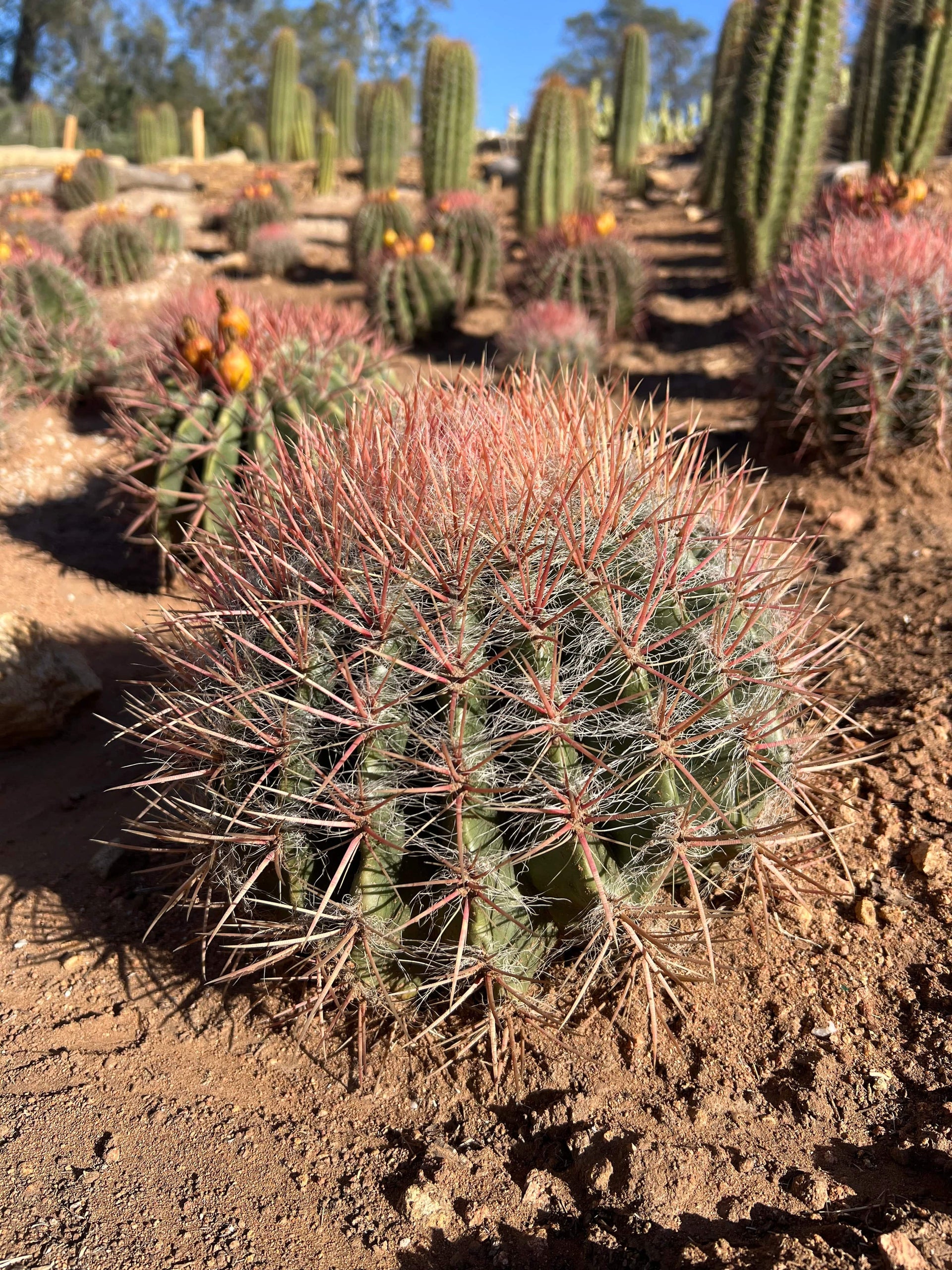 Red Barrel Cactus