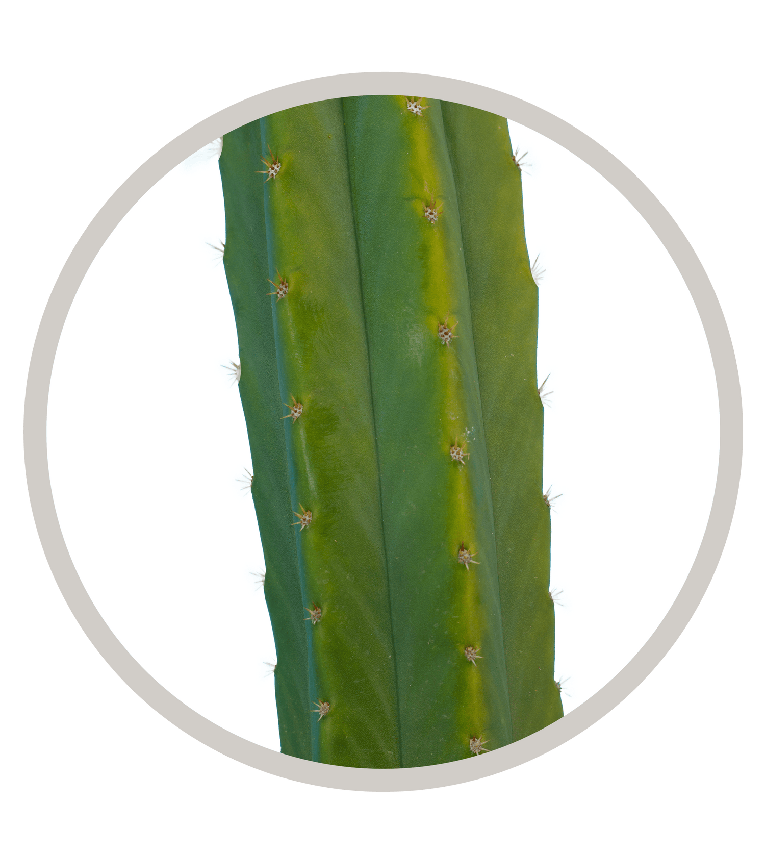 cactus de san pedro precio 6-9" San Pedro (Echinopsis pachanoi) Cactus Cutting