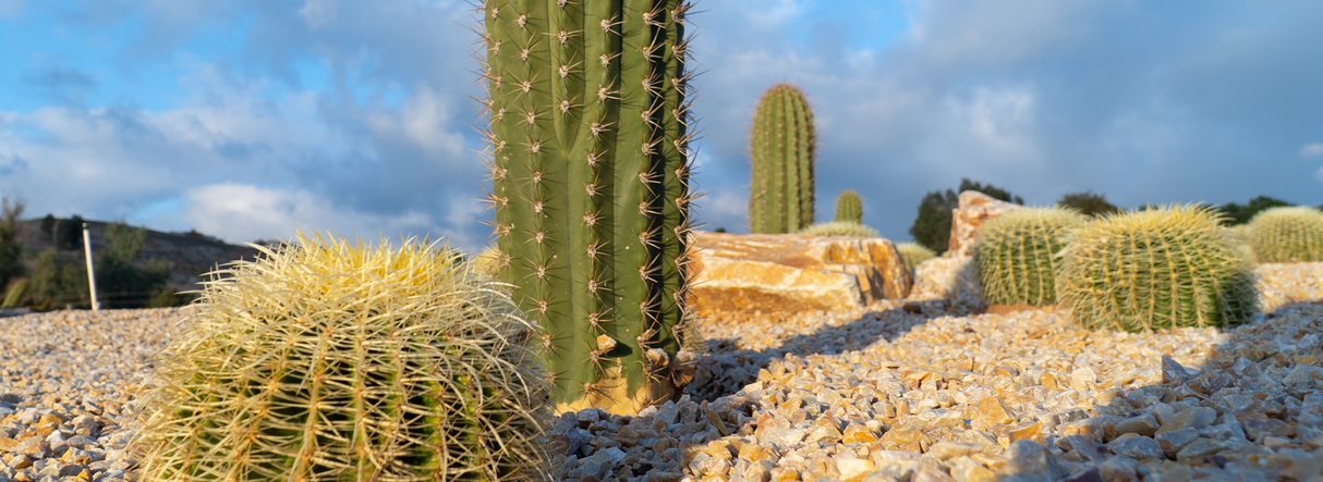 Luxury Desert Landscape Cactus Bundle