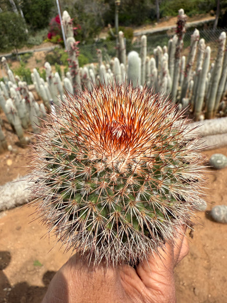 Mammillaria spinosissima - Redheaded Irishman