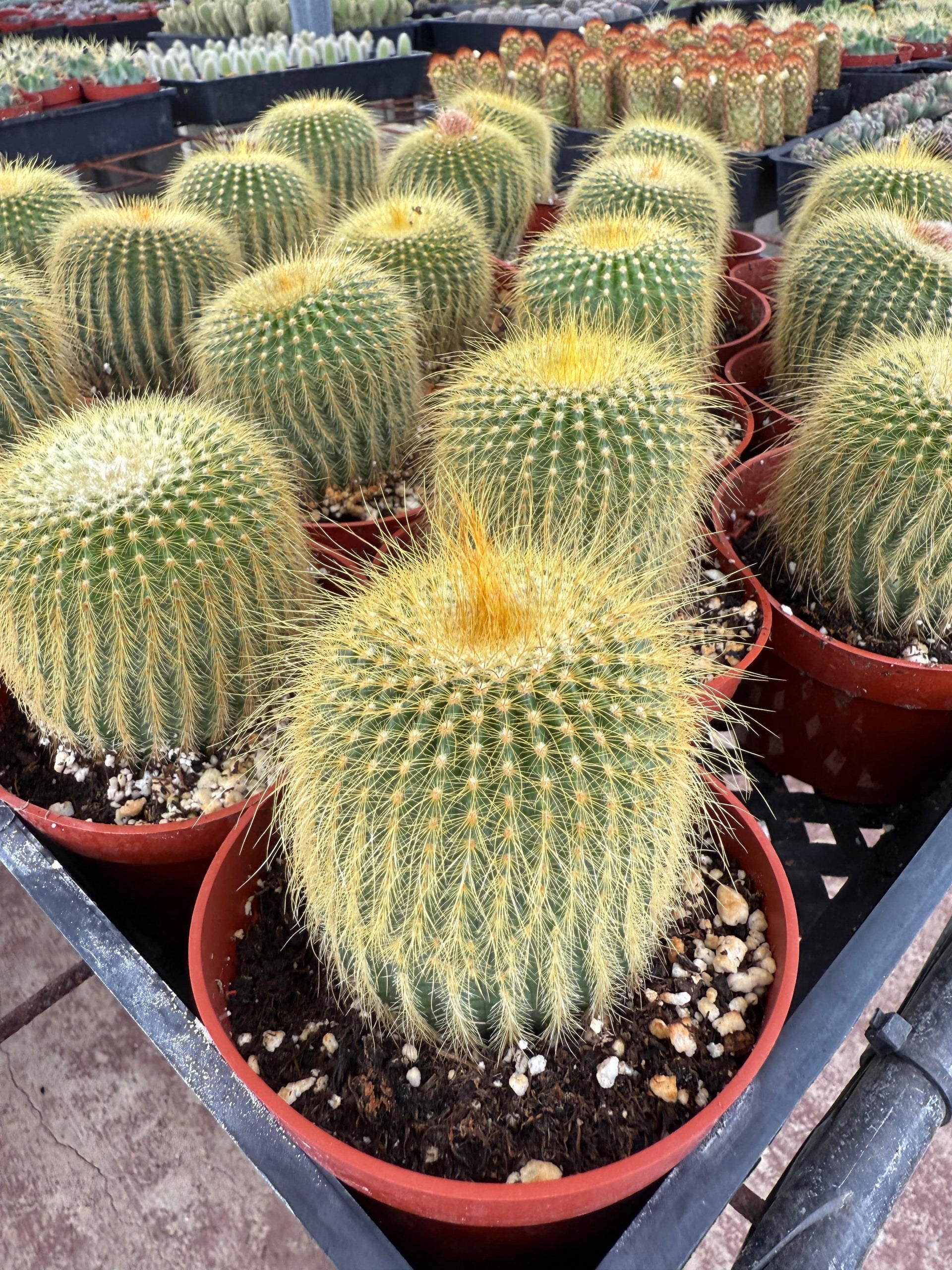 Lemon Ball Cactus