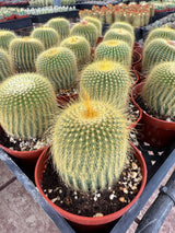 🎁 Lemon Ball Cactus - Parodia leninghausii (100% off)