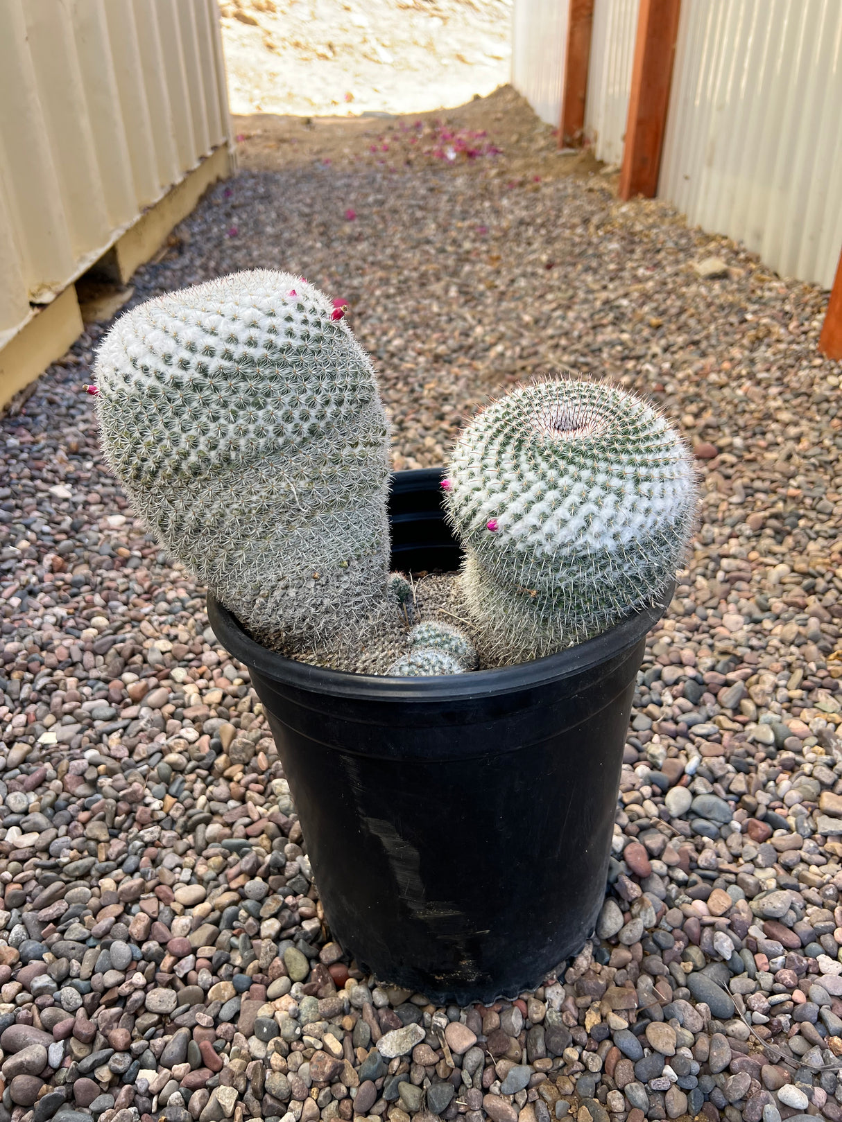 Mixed Mammillaria Hahniana 4-Pack Cluster - Mammillaria Hahniana