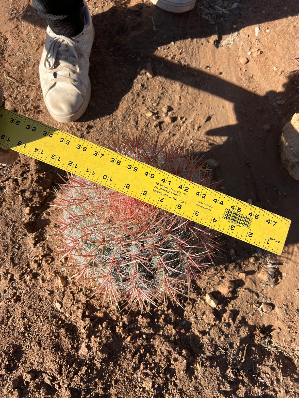 Red Barrel Cactus - Ferocactus sp.