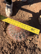 Red Barrel Cactus - Ferocactus sp.