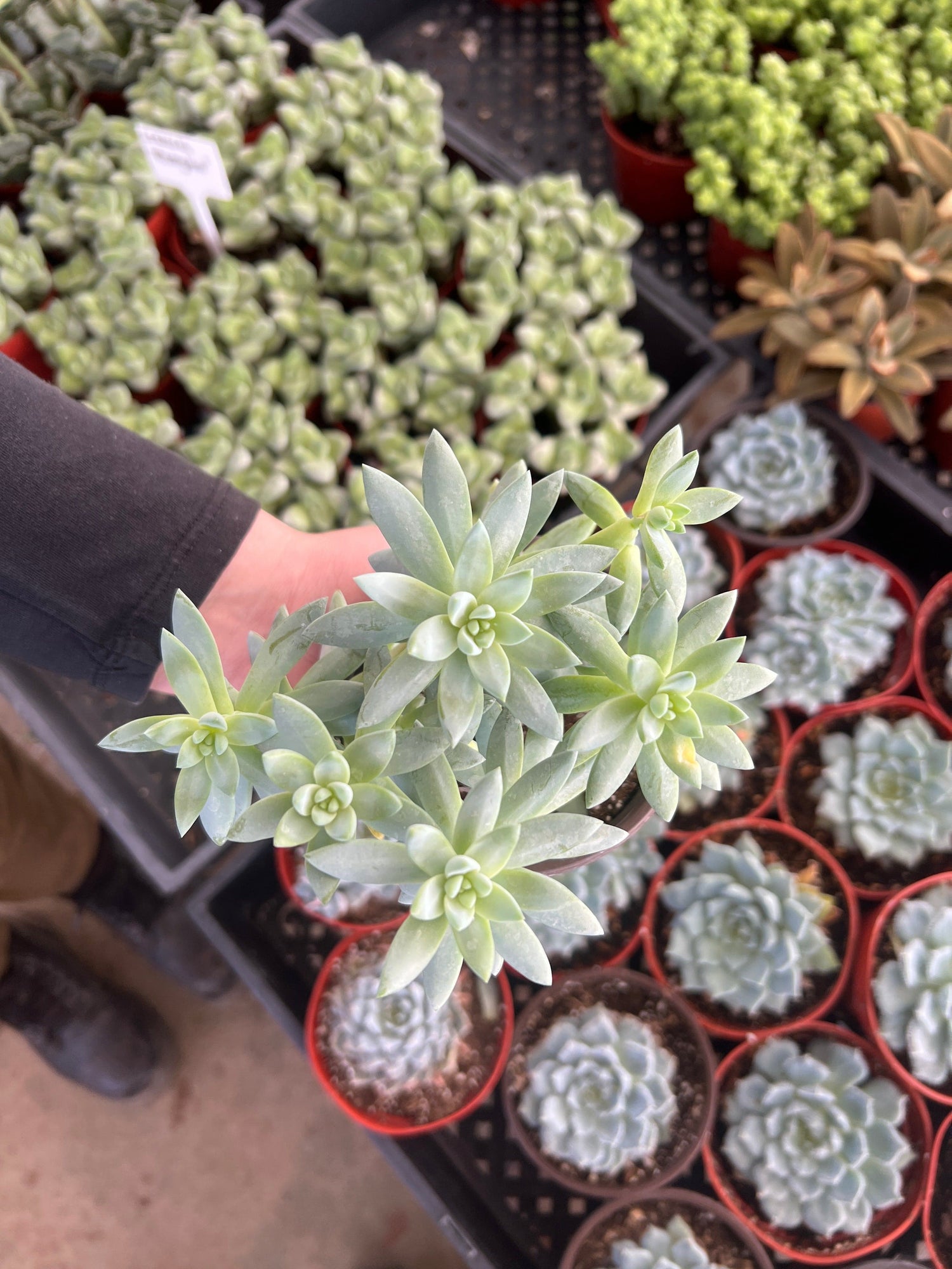 sedeveria hybrid succulent Sedeveria 'Blue Burrito'