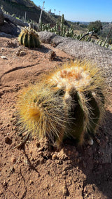 Notocactus magnificus - Parodia magnifica, Ball Cactus