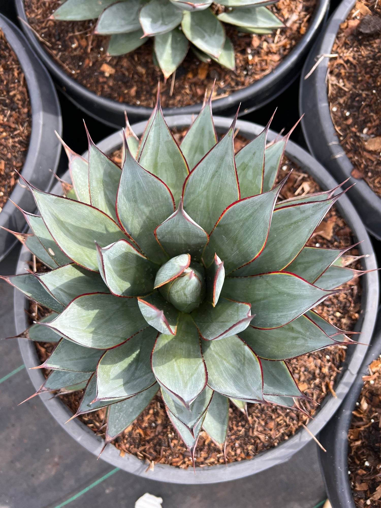 agave blue glow succulent Agave 'Blue Glow'