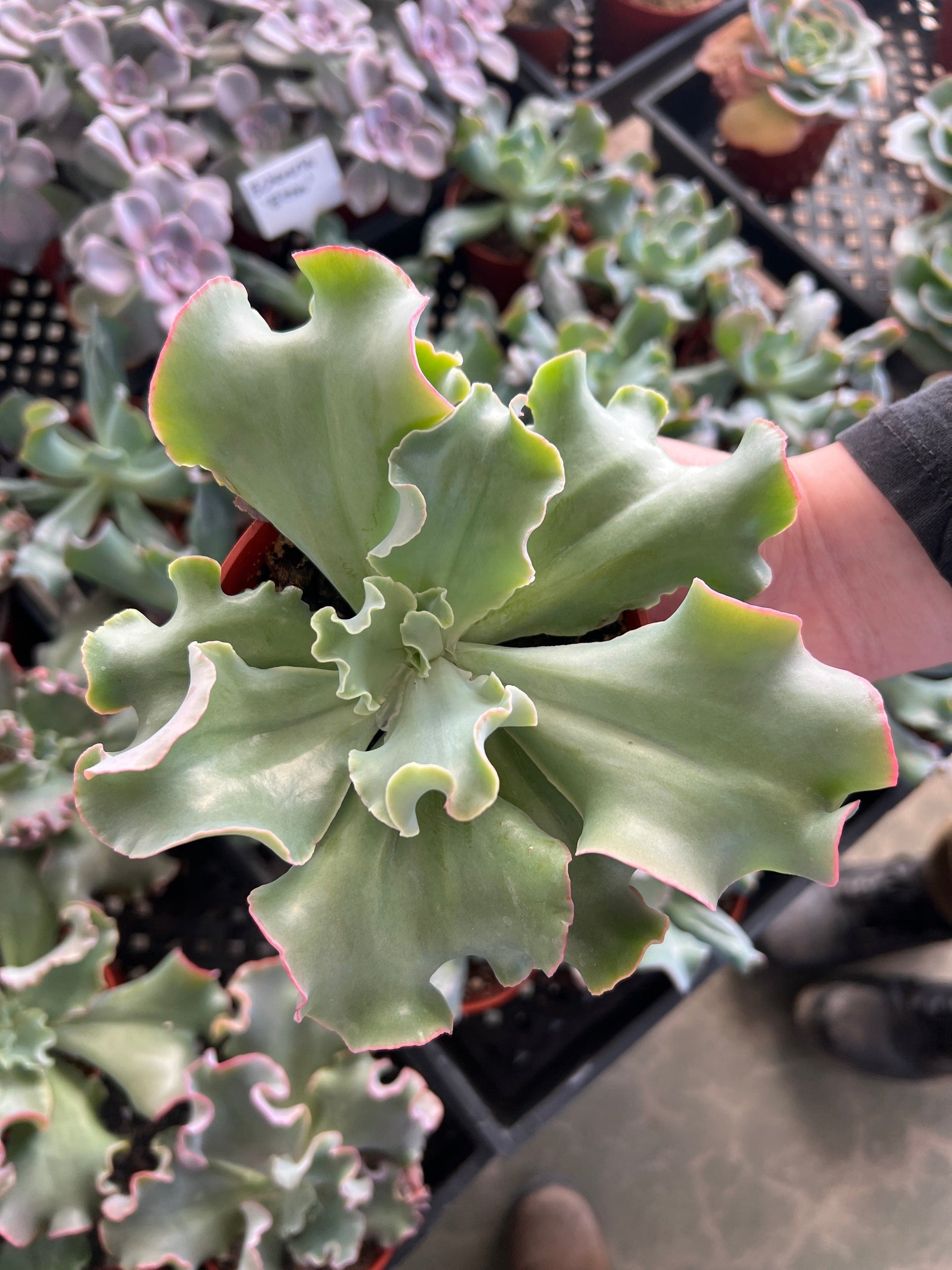 wavy succulent Echeveria 'Blue Curls' - Echeveria