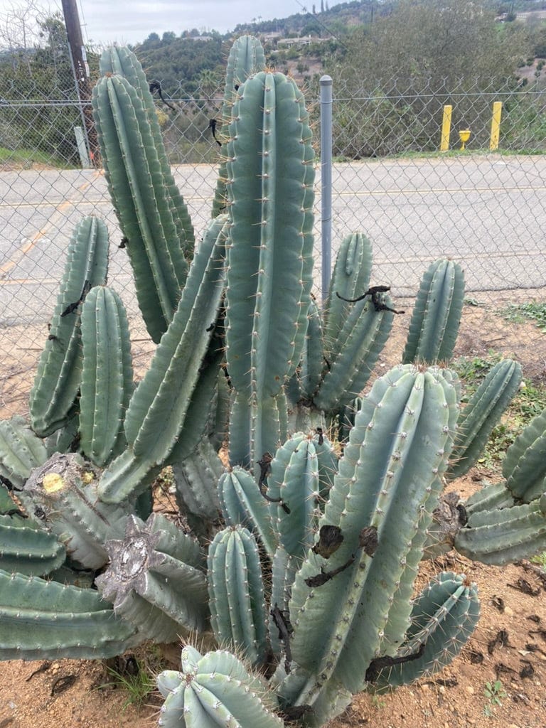 Peruvian Cactus Cereus peruvianus, Peruvian Apple Cactus – CactusWarehouse