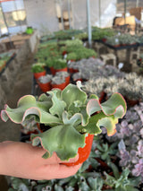 Echeveria 'Blue Curls' - Echeveria