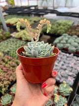 Echeveria 'Blue Atoll' - Echeveria