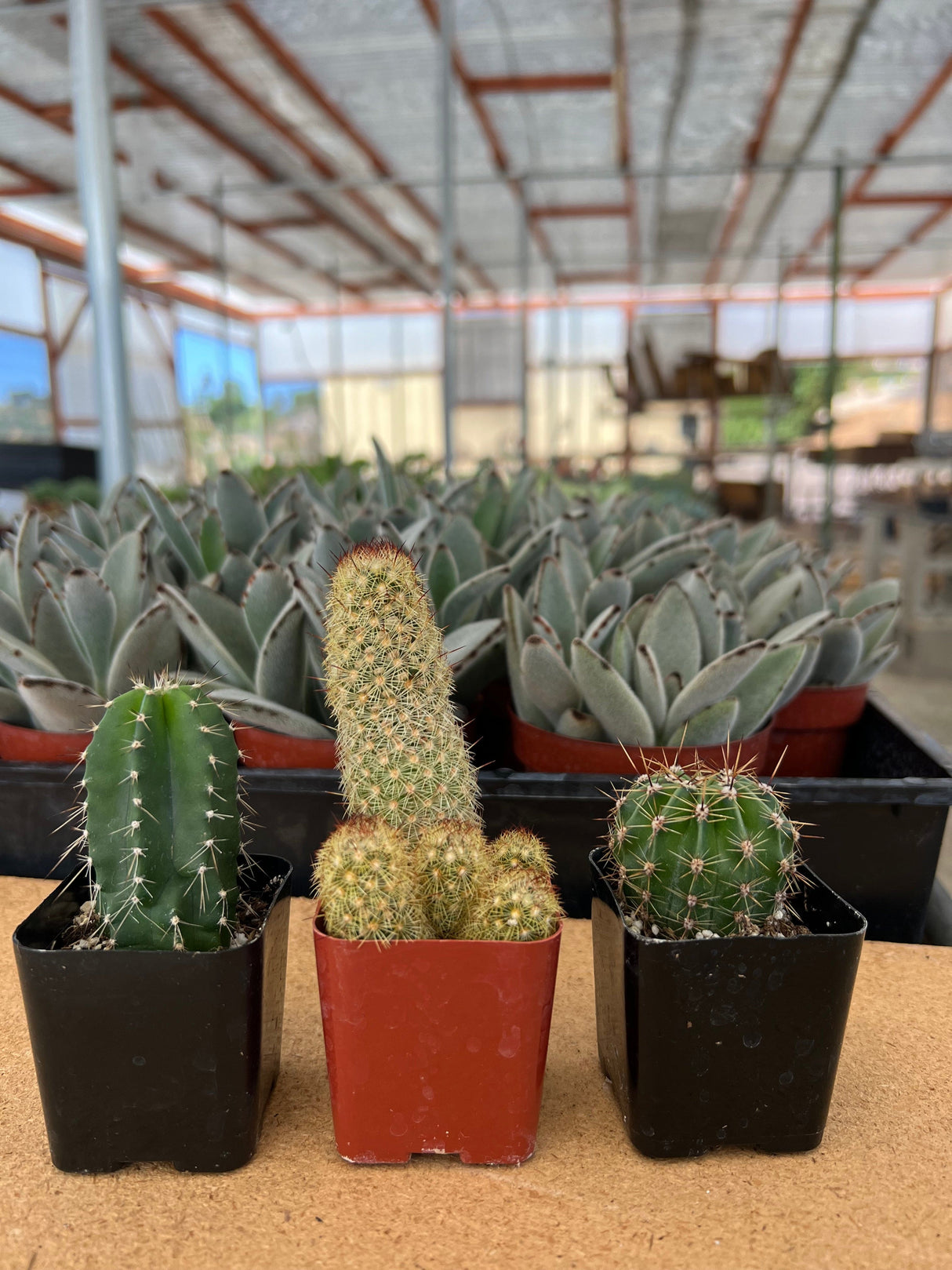 Assorted Cacti Trio (Includes 2 Inch Pots)