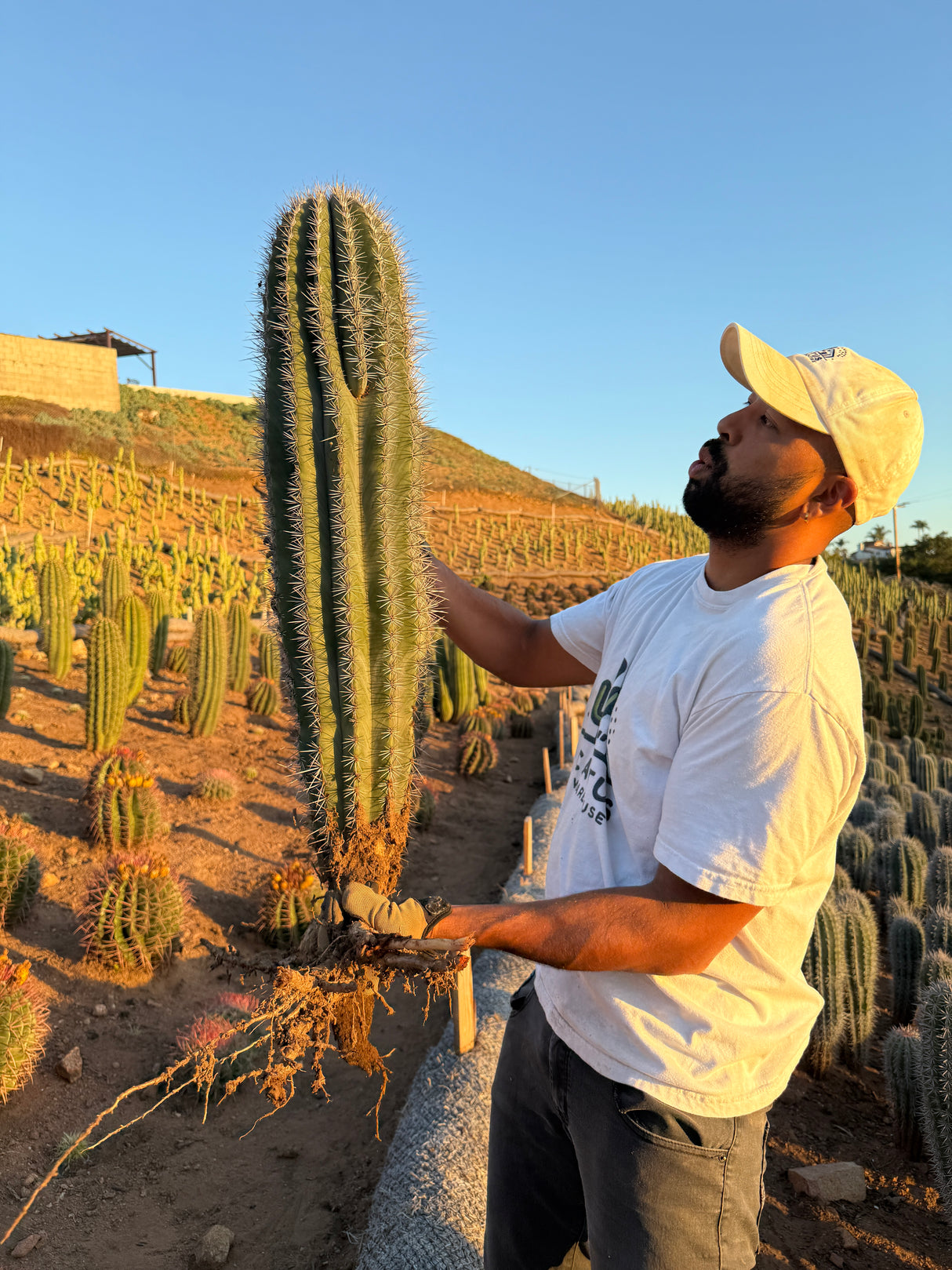 Mexican Giant Cardon (Elephant Cactus) - Pachycereus Pringlei