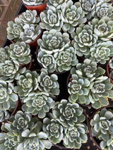 Echeveria 'Arctic Ice' - Echeveria