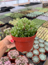 haworthia obtusa succulent Haworthia Cymbiformis Var. Obtusa (Succulent)