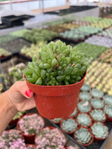 Haworthia Cymbiformis Var. Obtusa (Succulent) - Haworthia Cymbiformis Var. Obtusa