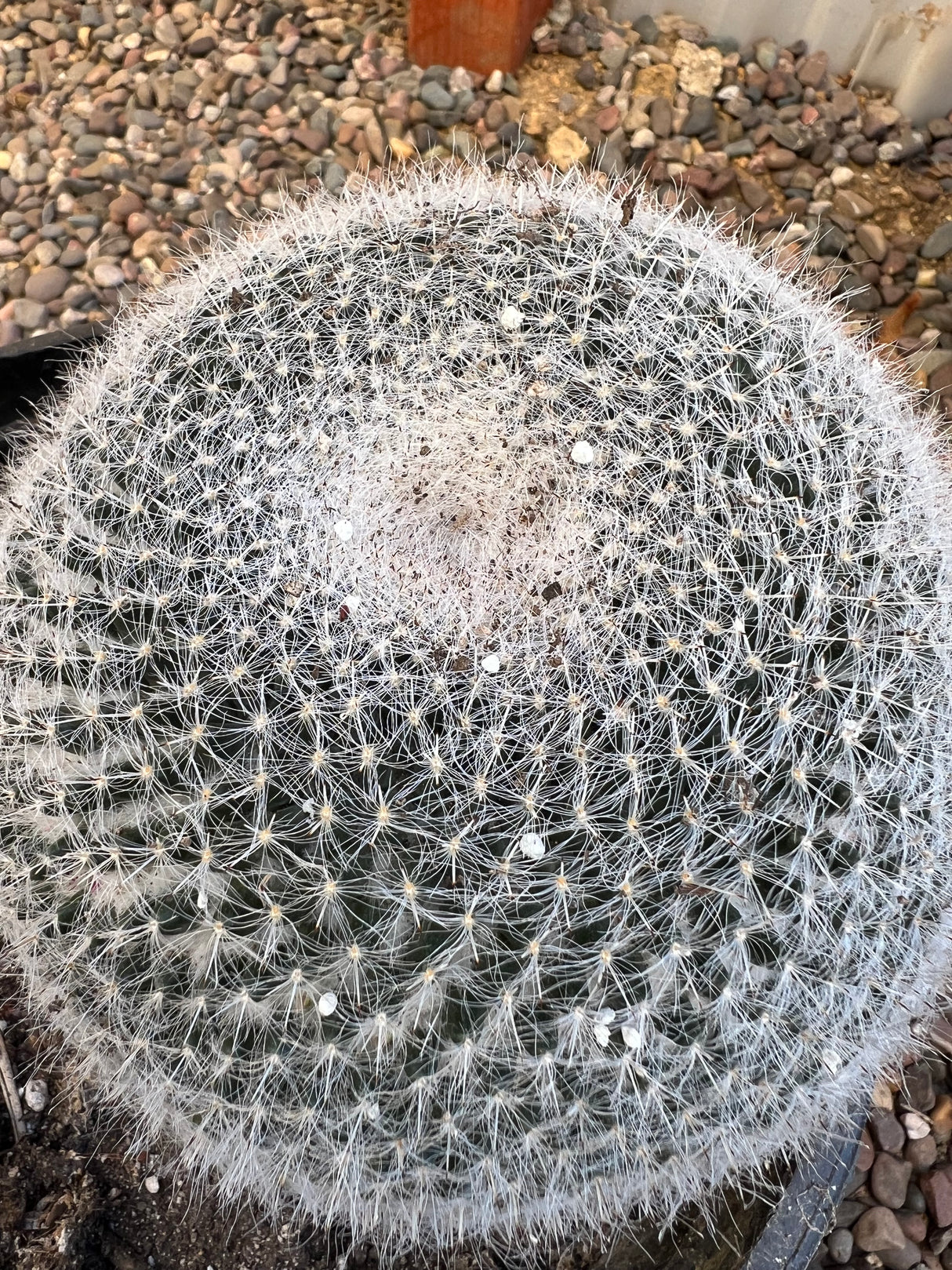 Old Lady Cactus - Mammillaria Hahniana