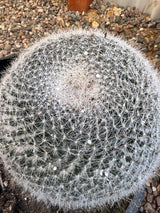 Old Lady Cactus - Mammillaria Hahniana