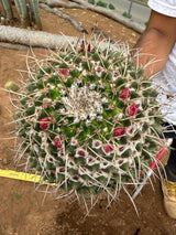 Mammillaria magnimamma - Mexican Pincushion