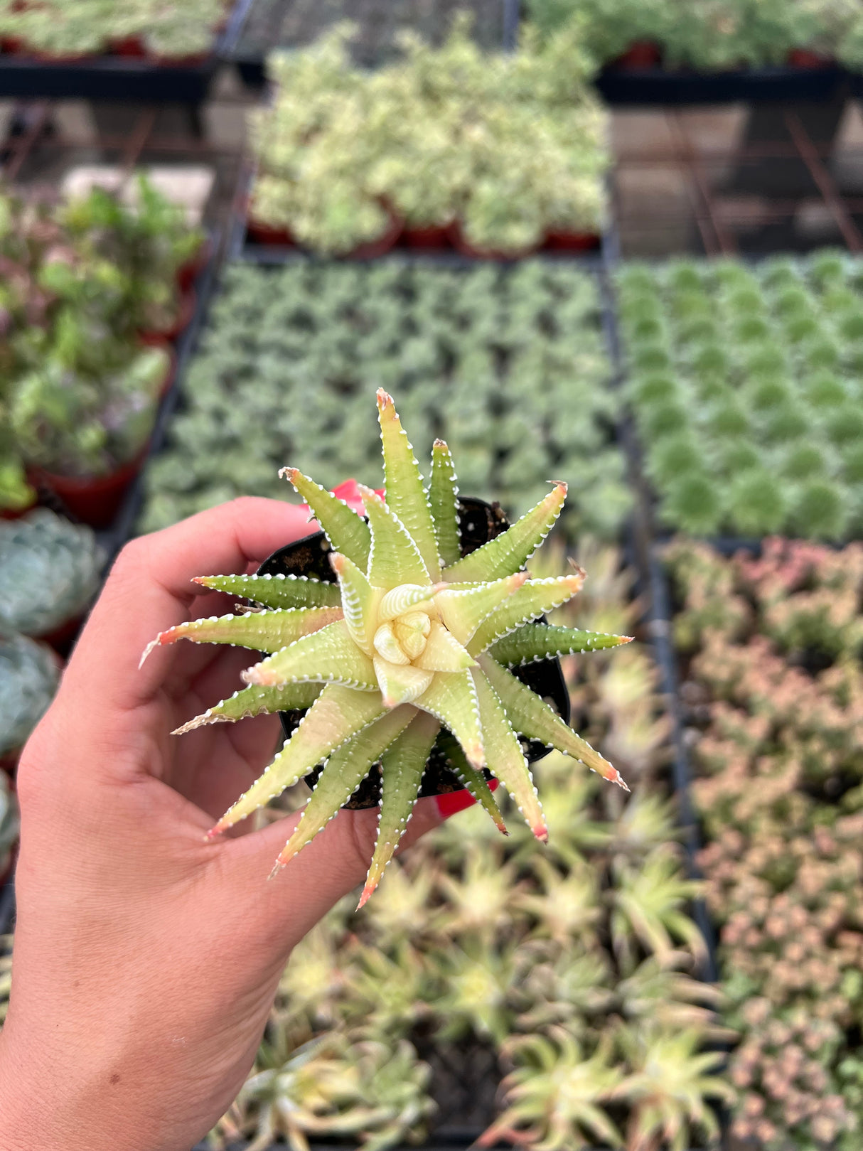 Variegated Zebra Plant - Hawothia fasciata variegata
