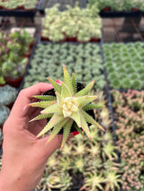 Variegated Zebra Plant - Hawothia fasciata variegata