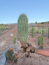 Mexican Giant Cardon (Elephant Cactus) - Pachycereus Pringlei