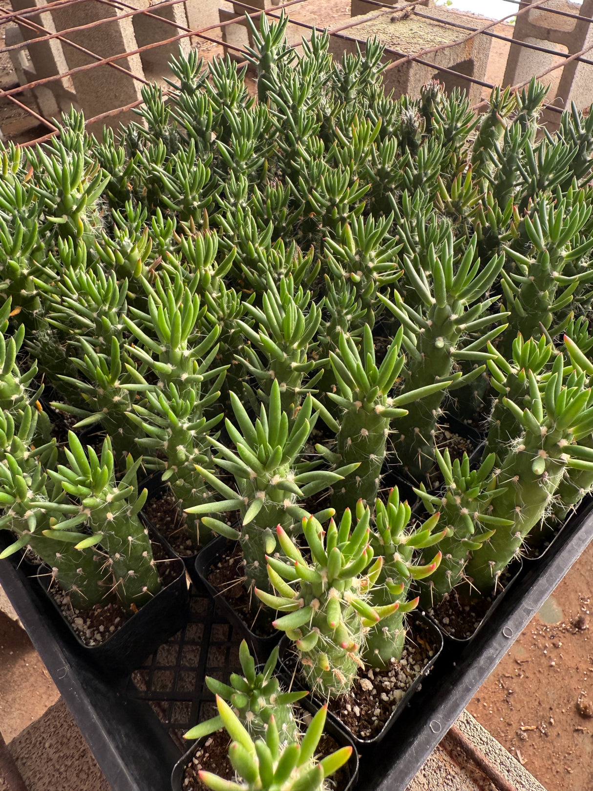 Cholla Cactus - Cylindropuntia cholla