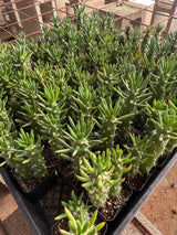 Cholla Cactus - Cylindropuntia cholla