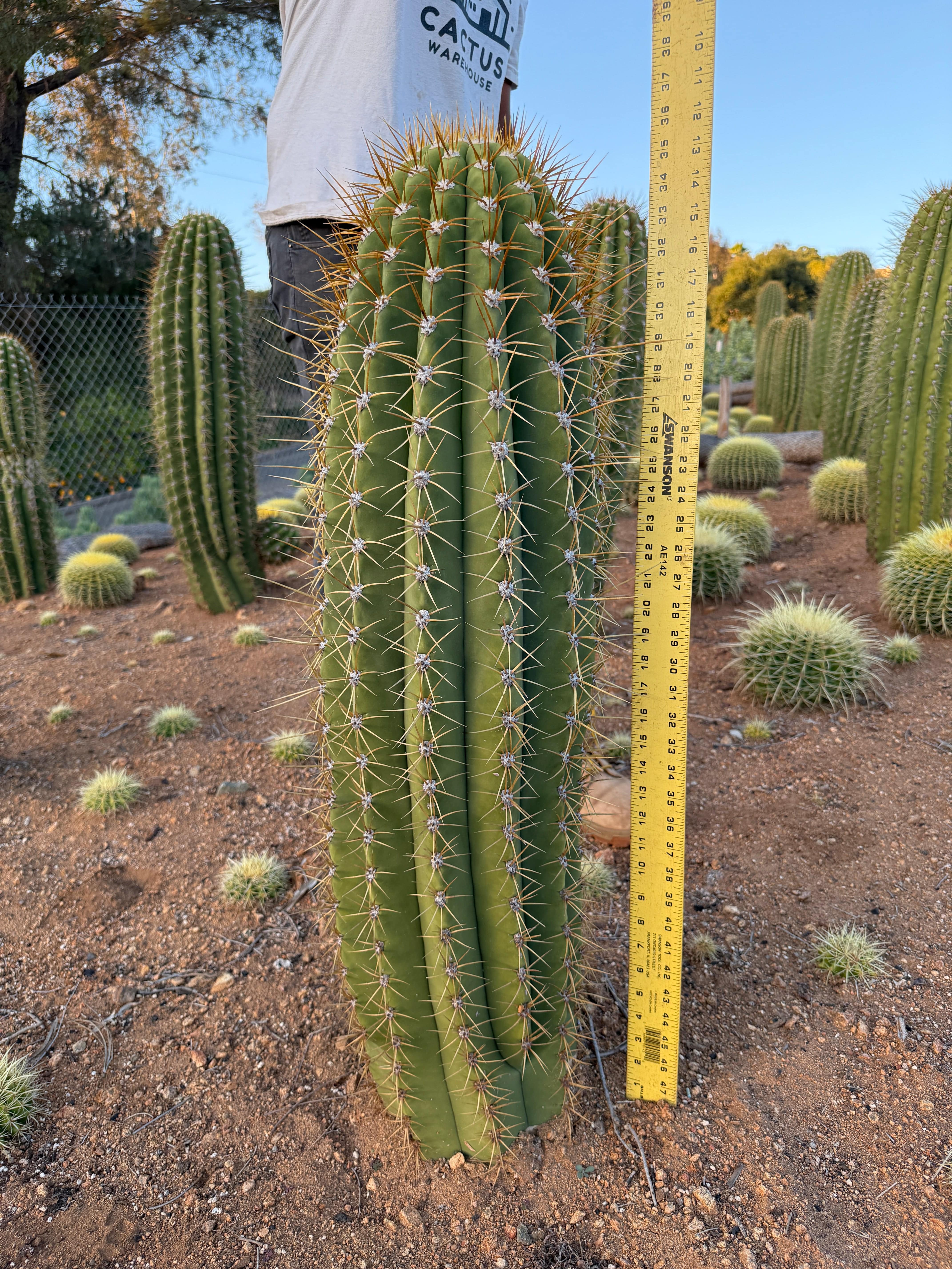 Cactus Warehouse | Exotic Cacti Collection & Quality Desert Plants