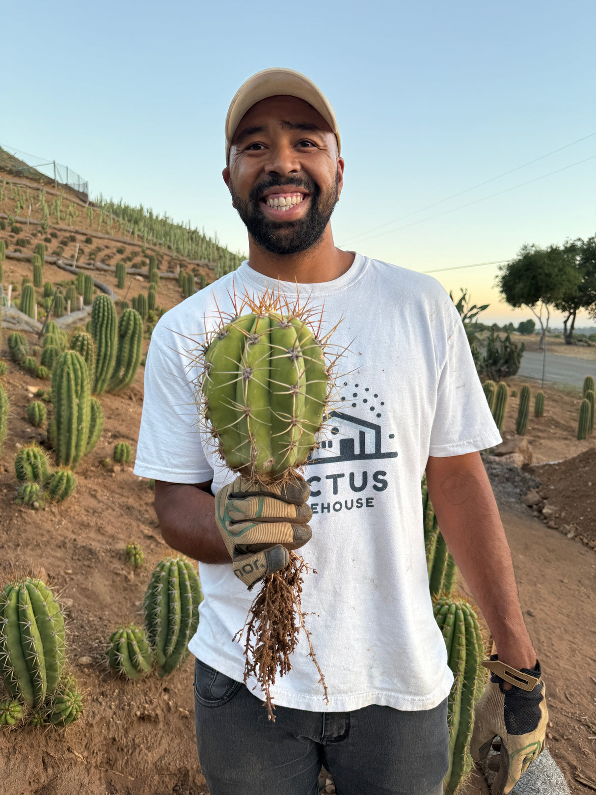Argentine Saguaro - Echinopsis terscheckii or Trichocereus terscheckii