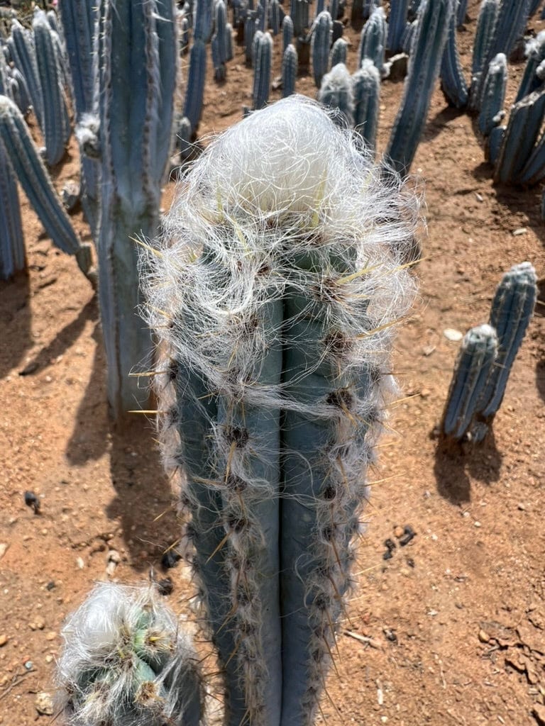 Pilosocereus pachycladus - Blue Torch Cactus (2- 3 piece)