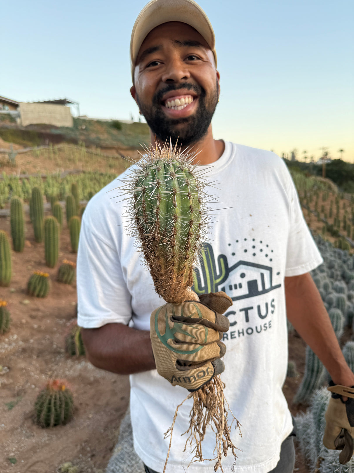 Mexican Giant Cardon (Elephant Cactus) - Pachycereus Pringlei