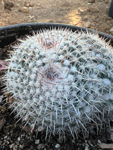 Owl's Eye Cactus 2-Pack Cluster - Mammillaria parkinsonii