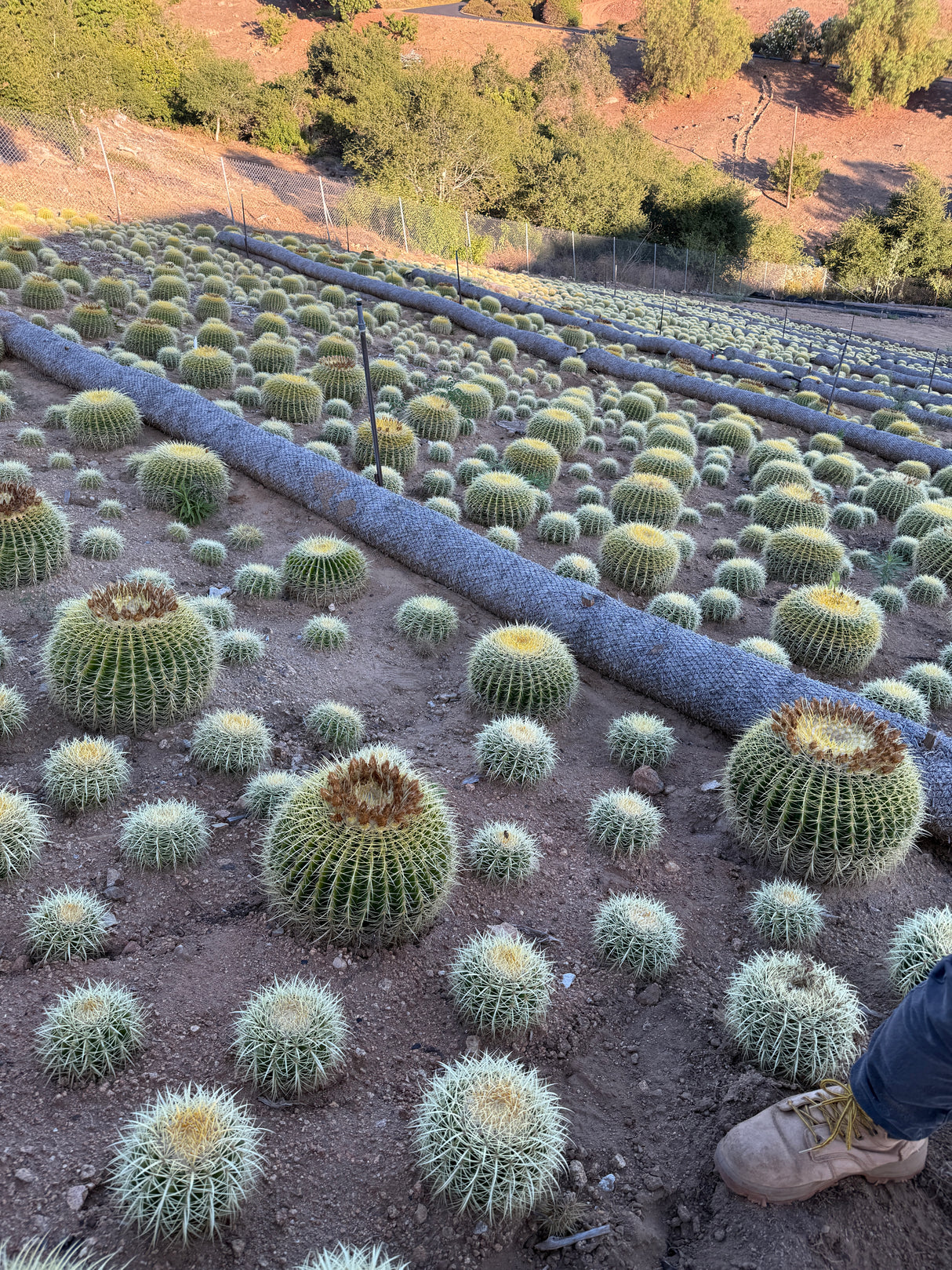 Golden Barrel Cactus - Echinocactus Grusonii