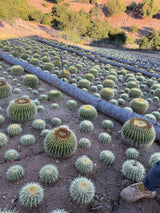 Golden Barrel Cactus - Echinocactus Grusonii