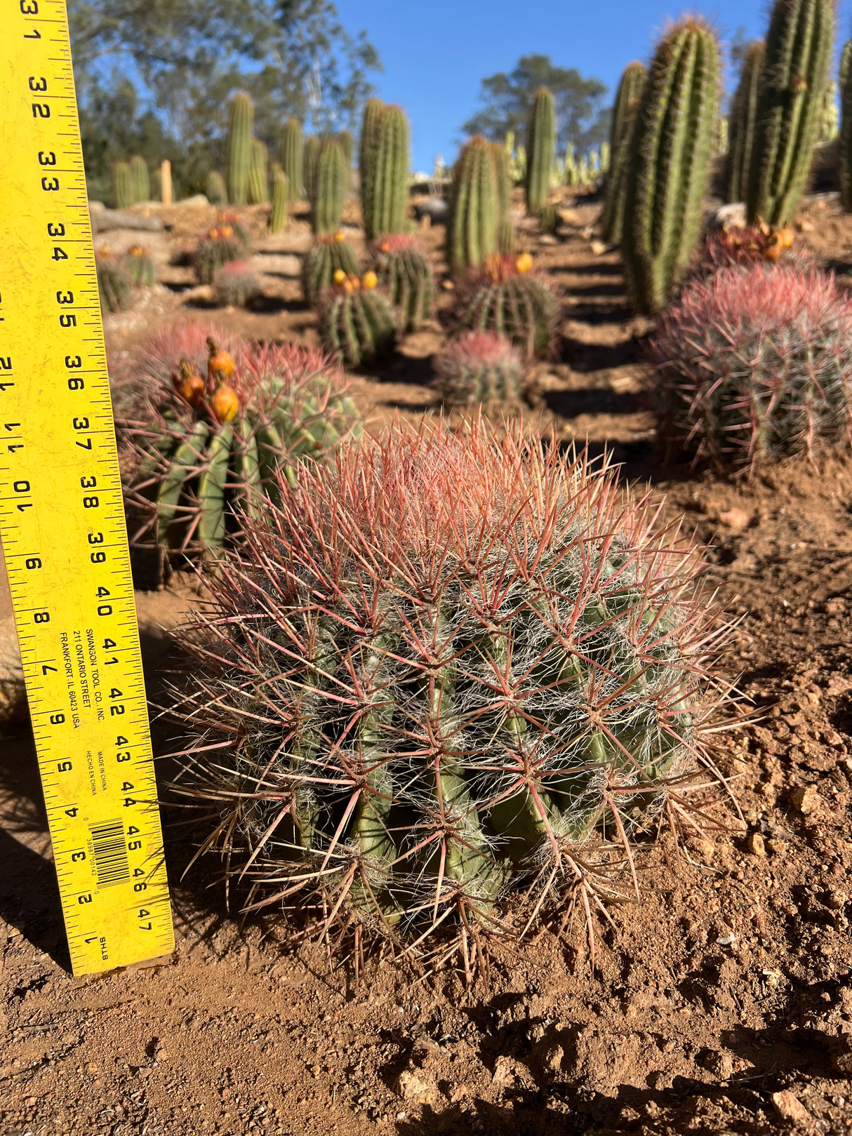 Red Barrel Cactus - Ferocactus sp.